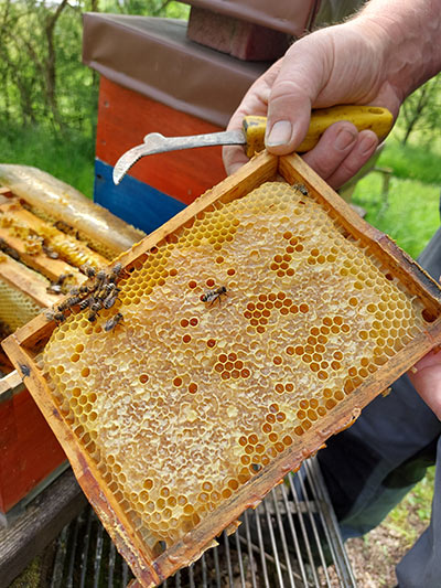 Mit Honig gefüllte Bienenwabe