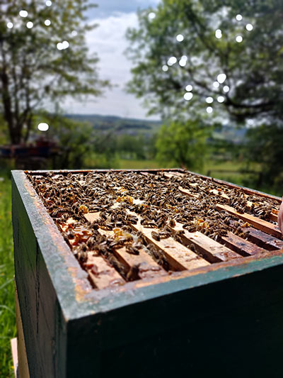 Im Hochsommer zählt ein Bienenvolk zwischen 35.000 - 45.000 Bienen